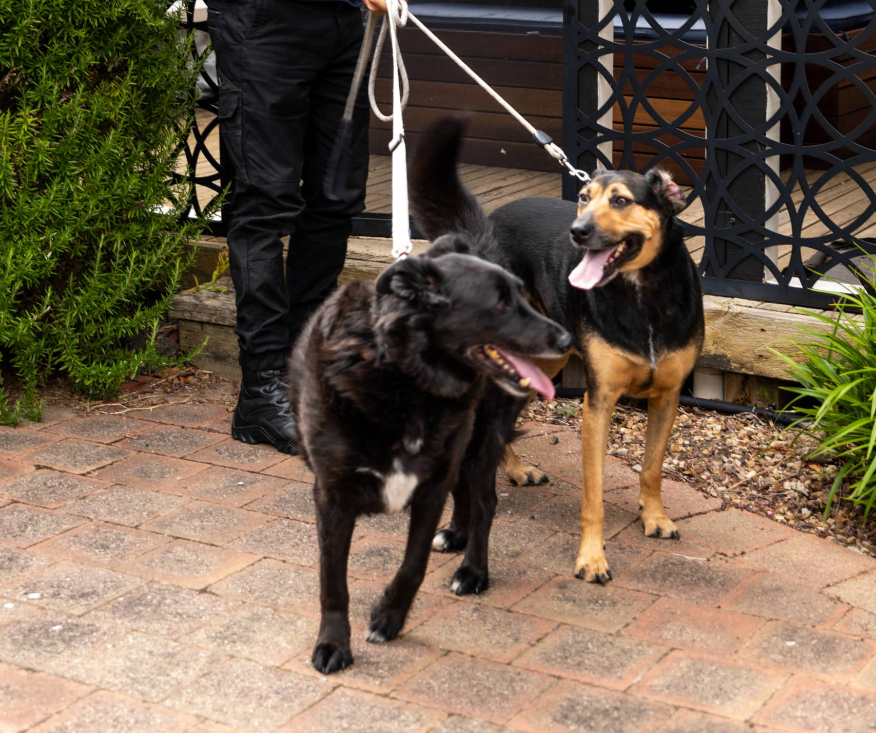 Best Dog Friendly Walks Around Geelong ShowFur Around