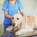 The Importance of a Regular Vet Visit