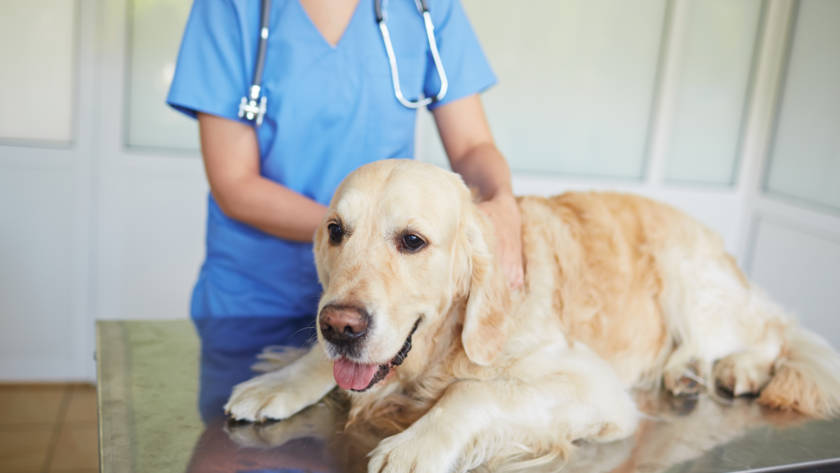 vet visit with ShowFur Around