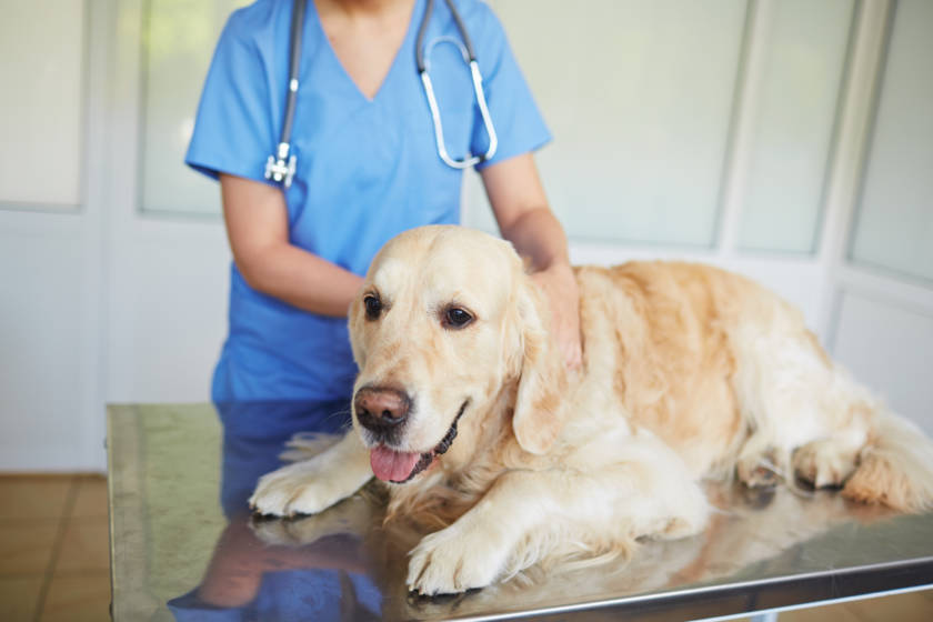 vet visit with ShowFur Around