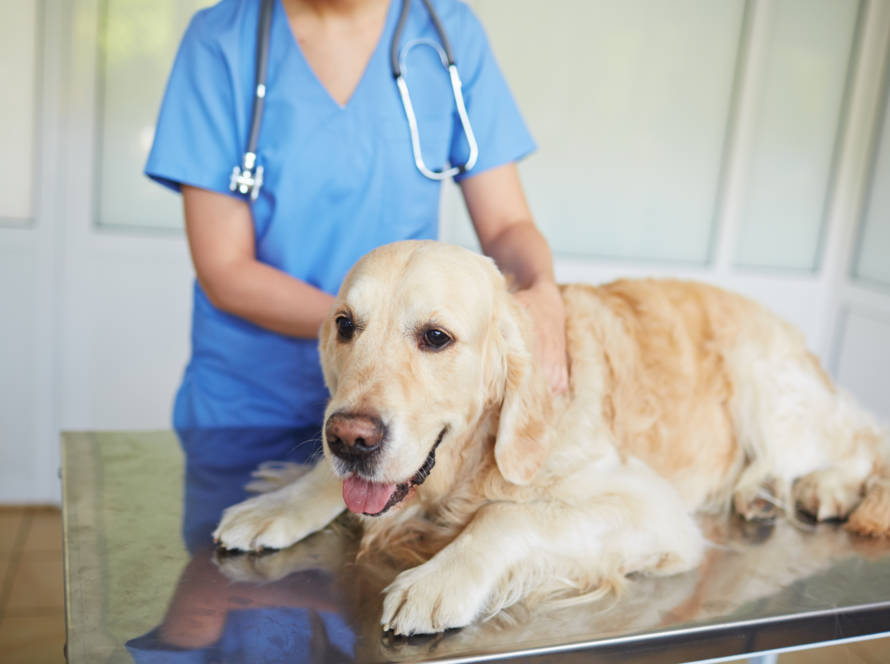 vet visit with ShowFur Around