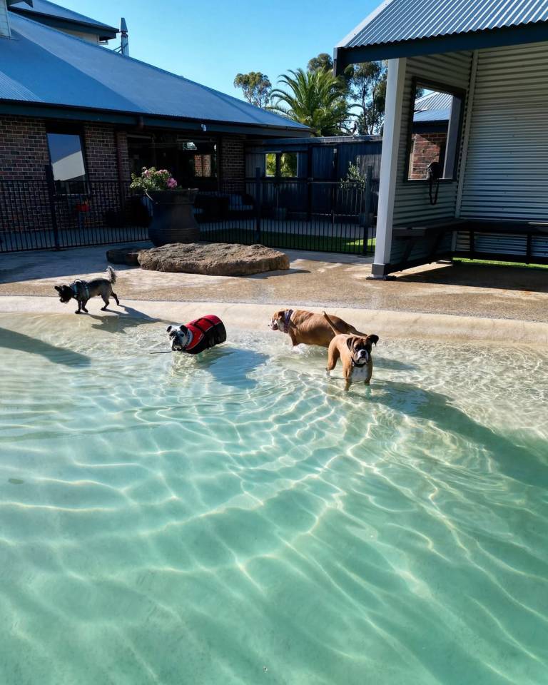 ShowFur Around - Dog adventures geelong